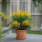 Plant in a Box - Mahonia Soft Caress - Set van 2 - Tuinplant - Hele jaar groen - Groeit gele bloemaren - Winterhard tot -12°C - Pot 13cm - Hoogte 30-40cm