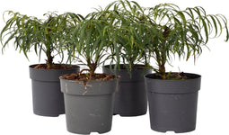 Plant in a Box - Mahonia Soft Caress - Set van 4 - Tuinplant - Hele jaar groen - Groeit gele bloemaren - Winterhard tot -12°C - Pot 13cm - Hoogte 30-40cm