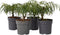 Plant in a Box - Mahonia Soft Caress - Set van 4 - Tuinplant - Hele jaar groen - Groeit gele bloemaren - Winterhard tot -12°C - Pot 13cm - Hoogte 30-40cm
