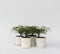 Plant in a Box - Mahonia Soft Caress - Set van 4 - Tuinplant - Hele jaar groen - Groeit gele bloemaren - Winterhard tot -12°C - Pot 13cm - Hoogte 30-40cm