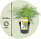 Plant in a Box - Mahonia Soft Caress - Set van 4 - Tuinplant - Hele jaar groen - Groeit gele bloemaren - Winterhard tot -12°C - Pot 13cm - Hoogte 30-40cm