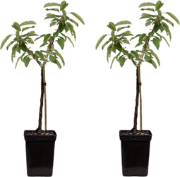 Plant in a Box - Malus domestica 'Elstar', 'Golden Delicious' - Set van 2 DuoAppletree - Pot 15cm - Hoogte 60-80cm