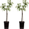 Plant in a Box - Malus domestica 'Elstar', 'Golden Delicious' - Set van 2 DuoAppletree - Pot 15cm - Hoogte 60-80cm