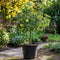 Plant in a Box - Malus domestica 'Elstar', 'Golden Delicious' - Set van 2 DuoAppletree - Pot 15cm - Hoogte 60-80cm