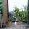 Plant in a Box - Malus domestica 'Elstar', 'Golden Delicious' - Set van 2 DuoAppletree - Pot 15cm - Hoogte 60-80cm