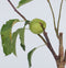 Plant in a Box - Malus domestica 'Elstar', 'Golden Delicious' - Set van 2 DuoAppletree - Pot 15cm - Hoogte 60-80cm