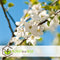 Plant in a Box - Malus domestica 'Elstar', 'Golden Delicious' - Set van 2 DuoAppletree - Pot 15cm - Hoogte 60-80cm