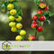 Plant in a Box - Malus domestica 'Elstar', 'Golden Delicious' - DuoAppletree - Pot 15cm - Hoogte 60-80cm