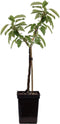 Plant in a Box - Malus domestica 'Elstar', 'Golden Delicious' - DuoAppletree - Pot 15cm - Hoogte 60-80cm