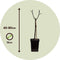 Plant in a Box - Malus domestica 'Elstar', 'Golden Delicious' - DuoAppletree - Pot 15cm - Hoogte 60-80cm