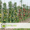 Plant in a Box - Malus domestica 'Elstar', 'Golden Delicious' - DuoAppletree - Pot 15cm - Hoogte 60-80cm