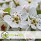 Plant in a Box - Malus domestica 'Elstar', 'Golden Delicious' - DuoAppletree - Pot 15cm - Hoogte 60-80cm