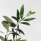 Plant in a Box - Medi Mix - Set van 8 - Mediterrane Fruitbomen - Pot 9cm - Hoogte 25-40cm