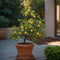 Plant in a Box - Medi Mix - Set van 8 - Mediterrane Fruitbomen - Pot 9cm - Hoogte 25-40cm