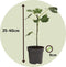 Plant in a Box - Medi Mix - Set van 8 - Mediterrane Fruitbomen - Pot 9cm - Hoogte 25-40cm