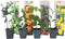 Plant in a Box - Medi Mix - Set van 8 - Mediterrane Fruitbomen - Pot 9cm - Hoogte 25-40cm