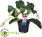 Plant in a Box - Medinilla Magnifica - Bloeiende Kamerplant - Pot 17cm - Hoogte 40-50cm