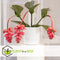 Plant in a Box - Medinilla Magnifica - Bloeiende Kamerplant - Pot 17cm - Hoogte 40-50cm