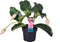 Plant in a Box - Medinilla Magnifica - Bloeiende Kamerplant - Pot 17cm - Hoogte 40-50cm