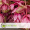 Plant in a Box - Medinilla Magnifica - Set van 2 bloeiende kamerplanten - Pot 17cm - Hoogte 40-50cm