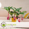 Plant in a Box - Medinilla Magnifica - Set van 2 bloeiende kamerplanten - Pot 17cm - Hoogte 40-50cm