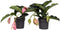 Plant in a Box - Medinilla Magnifica - Set van 2 bloeiende kamerplanten - Pot 17cm - Hoogte 40-50cm