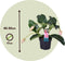 Plant in a Box - Medinilla Magnifica - Set van 2 bloeiende kamerplanten - Pot 17cm - Hoogte 40-50cm