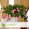 Plant in a Box - Medinilla Magnifica - Set van 2 bloeiende kamerplanten - Pot 17cm - Hoogte 40-50cm