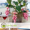 Plant in a Box - Medinilla Magnifica - Set van 2 bloeiende kamerplanten - Pot 17cm - Hoogte 40-50cm