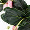 Plant in a Box - Medinilla Magnifica - Set van 2 bloeiende kamerplanten - Pot 17cm - Hoogte 40-50cm