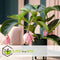 Plant in a Box - Medinilla Magnifica - Set van 2 bloeiende kamerplanten - Pot 17cm - Hoogte 40-50cm