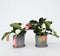 Plant in a Box - Medinilla Magnifica - Set van 2 bloeiende kamerplanten - Pot 17cm - Hoogte 40-50cm