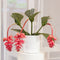 Plant in a Box - Medinilla Magnifica - Set van 2 bloeiende kamerplanten - Pot 17cm - Hoogte 40-50cm