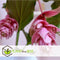 Plant in a Box - Medinilla Magnifica - Set van 2 bloeiende kamerplanten - Pot 17cm - Hoogte 40-50cm