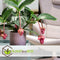 Plant in a Box - Medinilla Magnifica - Set van 2 bloeiende kamerplanten - Pot 17cm - Hoogte 40-50cm