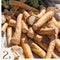 Plant in a Box - Mierik - 2 stuks - Armoracia rusticana - Groenteplant