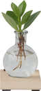 Plant in a Box - Mini-Clusia LED - Hydroponie - Kamerplant op water - Met verlichting