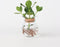 Plant in a Box - Mini-Clusia LED - Hydroponie - Kamerplant op water - Met verlichting