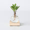 Plant in a Box - Mini-Clusia LED - Hydroponie - Kamerplant op water - Met verlichting