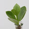 Plant in a Box - Mini-Clusia LED - Hydroponie - Kamerplant op water - Met verlichting