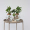 Plant in a Box - Mini-Clusia LED - Hydroponie - Kamerplant op water - Met verlichting