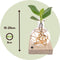 Plant in a Box - Mini-Clusia LED - Hydroponie - Kamerplant op water - Met verlichting