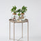 Plant in a Box - Mini-Clusia LED - Hydroponie - Kamerplant op water - Met verlichting