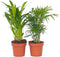 Plant in a Box - Mini Indoor Palmmix - Set van 4 - Chamadorea Elegance - Areca Lutescens - Kamerplanten - Pot 12cm - Hoogte 25-40cm