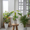 Plant in a Box - Mini Indoor Palmmix - Set van 4 - Chamadorea Elegance - Areca Lutescens - Kamerplanten - Pot 12cm - Hoogte 25-40cm