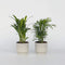 Plant in a Box - Mini Indoor Palmmix - Set van 4 - Chamadorea Elegance - Areca Lutescens - Kamerplanten - Pot 12cm - Hoogte 25-40cm