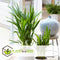Plant in a Box - Mini Indoor Palmmix - Set van 4 - Chamadorea Elegance - Areca Lutescens - Kamerplanten - Pot 12cm - Hoogte 25-40cm