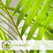 Plant in a Box - Mini Indoor Palmmix - Set van 4 - Chamadorea Elegance - Areca Lutescens - Kamerplanten - Pot 12cm - Hoogte 25-40cm