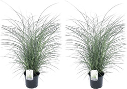 Plant in a Box - Miscanthus sinensis 'Kleine Silberspinne' - Set van 2 Siergrassen - Pot 23cm - Hoogte 20-30cm