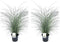 Plant in a Box - Miscanthus sinensis 'Kleine Silberspinne' - Set van 2 Siergrassen - Pot 23cm - Hoogte 20-30cm